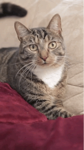 ADilE8.gif