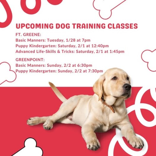 Pup Tutorial Class Puppy Training NYC - imagem.app
