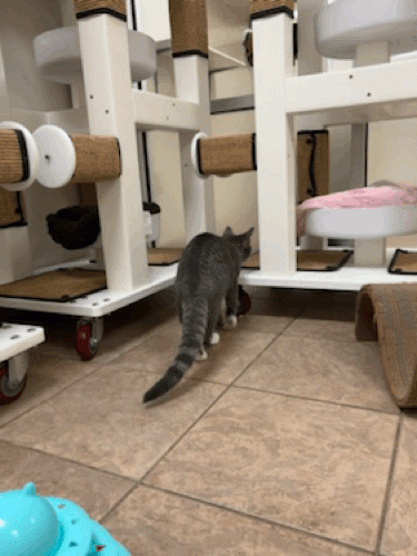 b360IN.gif